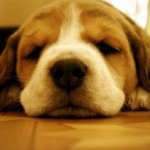 11410476_430123600509716_1785307121_a