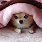 12142700_920536864696609_1527596981_a