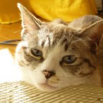 10914216_413026955517636_1706223910_a