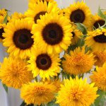 11375269_106458013039732_162111844_a