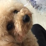 11260509_223895547980478_1153897905_a