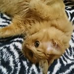 1389628_1661745524106203_1672123464_a