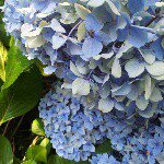 11208041_832956010130539_686420888_a