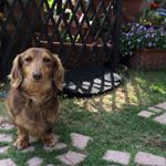 13117811_218070405242795_949226289_a