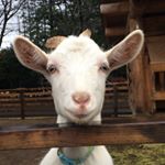 1173235_1719558988281091_467429595_a