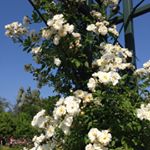 13118124_562957923873659_622356050_a