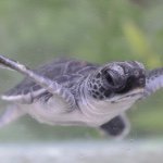 11189945_419188044917969_899541784_a