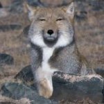 11190124_369417389925707_1666251232_a