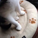 11311350_126419631035106_733102400_a