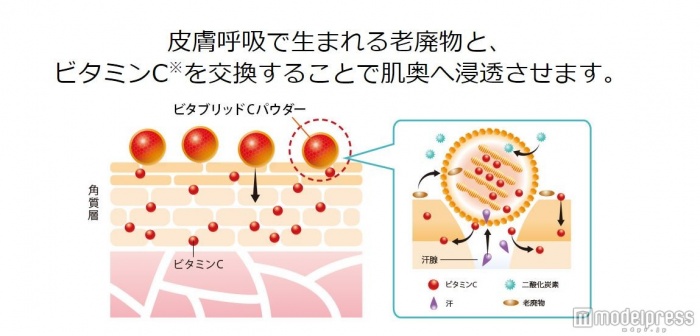 老廃物とビタミンCがを交換して、肌の奥まで浸透させてくれる