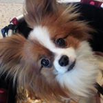 12141876_1590256831292103_1370114066_a