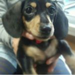 12940685_464759547056131_468606423_a