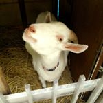 12677243_998476766895905_69946760_a