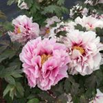 13188178_1751665231731625_738422986_a