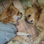 11191442_1567479883514509_191851264_a