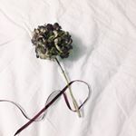 12479243_203010636746979_308660301_a