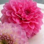 12918062_1133039016754976_1511610006_a