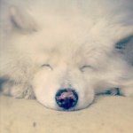 11421946_1460236354284849_678884937_a