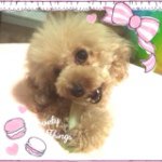 10706834_740461219335298_408175621_a