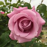 13118175_1603035820010823_1199922741_a