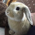 12555998_1675510076065267_1191867655_a