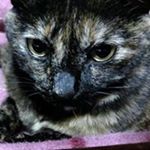 12976389_1124106967661264_1151652550_a