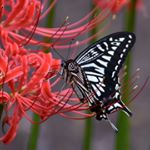 12144154_905874136134044_80591306_a