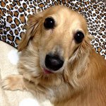 929270_353422814838750_1357577856_a