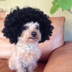 13113998_630022573811958_440759695_a