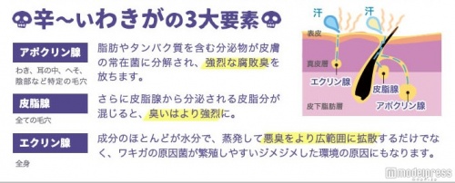 ワキガのイヤ～なニオイの原因は「アポクリン腺」だった