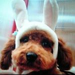 11850383_865810350156445_2027384383_a