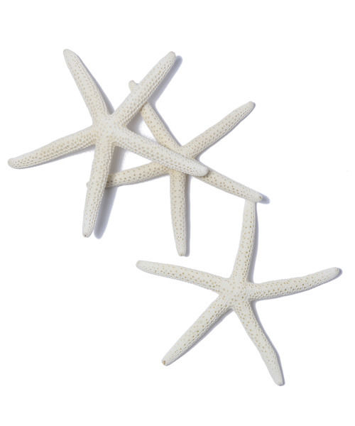 ホワイトスターフィッシュ