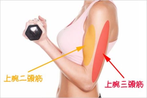 二の腕の写真