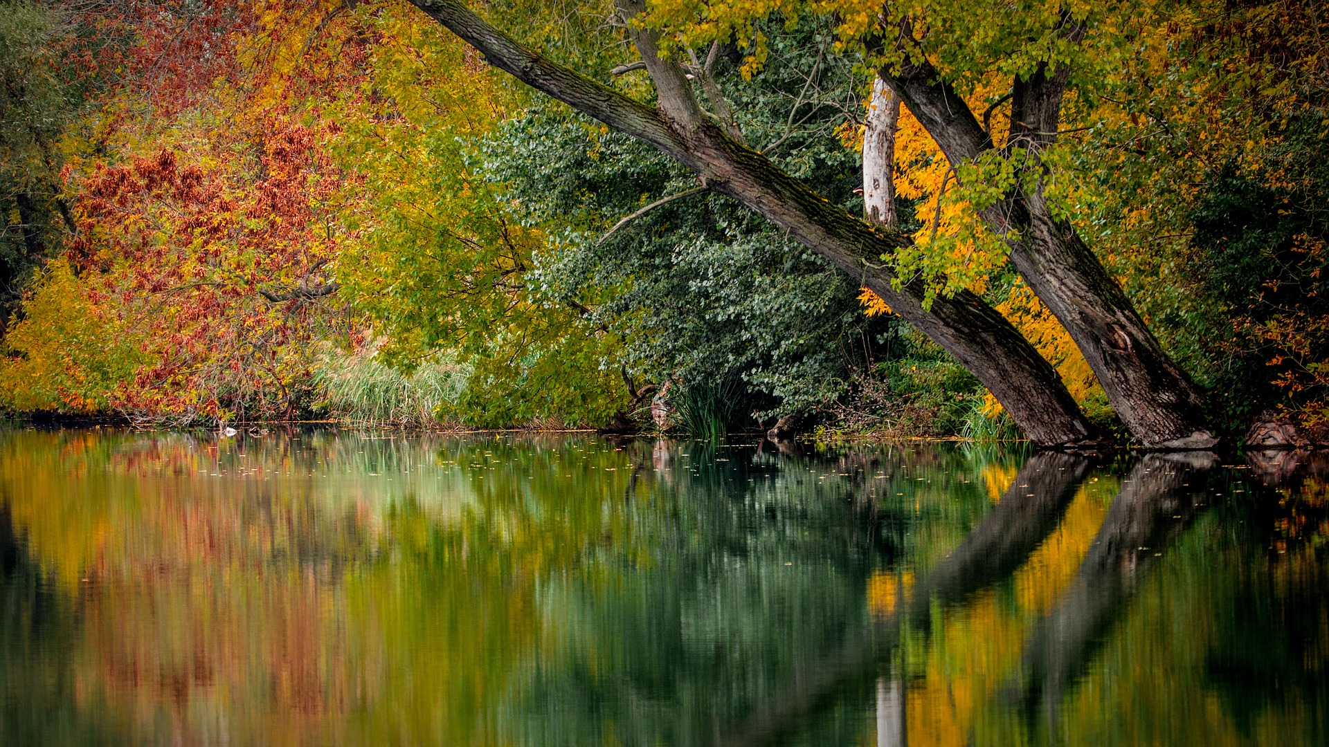 autumn-994897_1920