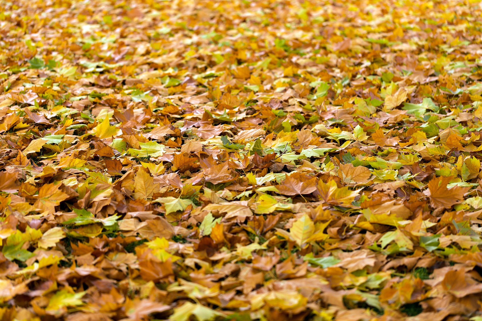 autumn-940401_1920