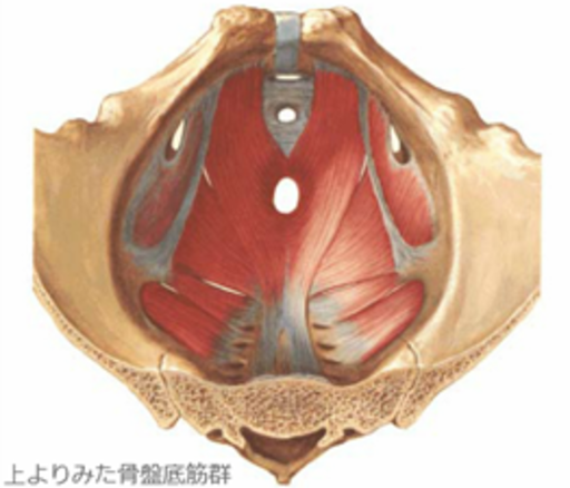 上から見た骨盤底筋