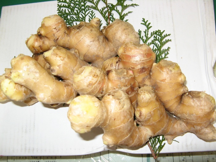 「レンチンショウガ」でお腹のハミ肉におさらば！カンタンやり方／ショウガ by kagawa_ymg