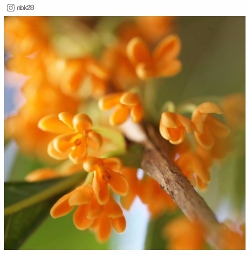 男性を陶酔させる？「キンモクセイ」の香りがモテるらしい／nbk28さんinstagramより