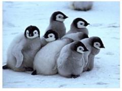 ゆる〜い可愛さ♡夏はペンギンネイルで涼しげな指先を楽しむ＊