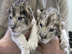 今がチャンス！可愛すぎるライオンの赤ちゃんにふれあいにいこう♡