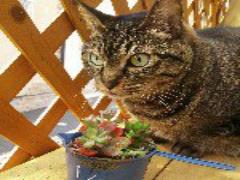 【表参道・原宿】お得！1000円でランチが食べられるおしゃれな隠れ家カフェまとめ♪