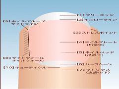 そのネイルケア間違いだらけかも！指先美人になるための正しいネイルケア