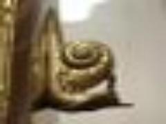 どんな料理にも使える優秀食材！小エビを使ったレシピまとめ