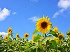 関東にも沢山ある＊黄色が眩しいひまわり畑でとびきりのサマーガールに。