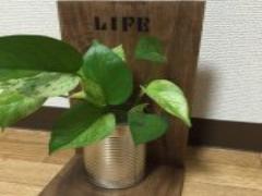 材料100円、制作時間3分 ”バーンスター”風インテリアでお部屋にキラメキを。