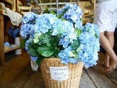 【関東】儚い美しさ。2015梅雨は“あじさい”に恋しに出かけましょ♭