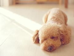 くるくる、くしゃくしゃ、愛おしい。トイプードルヘアカタログ