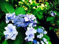 かわいい！安い！がそろったFlying Tigerの傘で梅雨をHappyに過ごそう♪