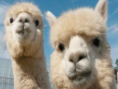 〔関東〕女の子ドライブ旅行♡かわいいお出かけスポット3選