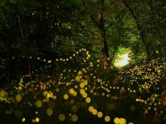 たまにはロマンチック気分を味わって♡都内からでも行ける蛍を見れるスポット